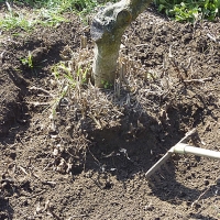 Kácení se urychlí odhrabáním zeminy kolem kmene a odsekáváním kořenů sekerou Kácení se urychlí odhrabáním zeminy kolem kmene a odsekáváním kořenů sekerou