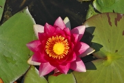 Leknín (Nymphaea) hybrid je králem vodních ploch Leknín (Nymphaea) hybrid je králem vodních ploch