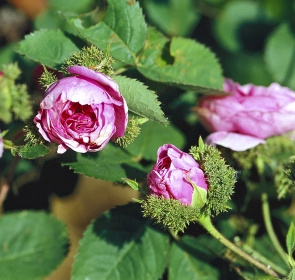 Odrůda ’Chapeau de Napoleon‘ je předchůdcem mechovek, které se v zahradách začaly šířit od roku 1827. Je mutací růže stolisté (Rosa centifolia, syn. R. c. var. cristata). Odrůda ’Chapeau de Napoleon‘ je předchůdcem mechovek, které se v zahradách začaly šířit od roku 1827. Je mutací růže stolisté (Rosa centifolia, syn. R. c. var. cristata).