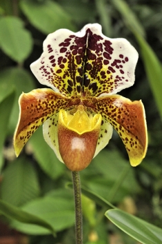 Kříženci střevíčníkovců (Paphiopedilum) mají obří nápadné květy a nebývají tak citliví na správnou zálivku v zimním období. Základním požadavkem je nepřelévat a nikdy nenechat rostlinu stát ve vodě. Kříženci střevíčníkovců (Paphiopedilum) mají obří nápadné květy a nebývají tak citliví na správnou zálivku v zimním období. Základním požadavkem je nepřelévat a nikdy nenechat rostlinu stát ve vodě.