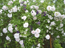 Popínavé růže je skupina odrůd, která za svůj vznik vděčí hlavně botanickým druhům Rosa multiflora, R. moschata, R. sempervirens, R. arvensis, R. wichuraiana, R. setigera nebo R. alpina. Jsou to keře, které tvoří někdy krátké, ale častěji až několik metrů dlouhé výhony. Vyžadují připevnění na opěrnou konstrukci. Popínavé růže je skupina odrůd, která za svůj vznik vděčí hlavně botanickým druhům Rosa multiflora, R. moschata, R. sempervirens, R. arvensis, R. wichuraiana, R. setigera nebo R. alpina. Jsou to keře, které tvoří někdy krátké, ale častěji až několik metrů dlouhé výhony. Vyžadují připevnění na opěrnou konstrukci.