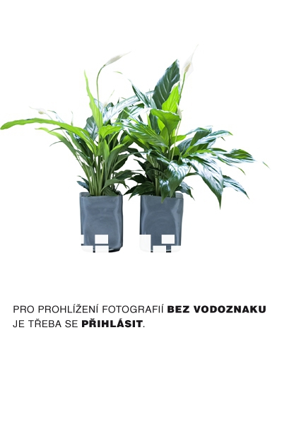 Obrázek z galerie