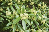 Bíle kvete i Skimmia japonica, ale již časně na jaře. Bíle kvete i Skimmia japonica, ale již časně na jaře.