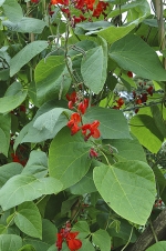 Fazol šarlatový (Phaseolus coccineus) je jednoletá bylina až 4 m vysoká, nevětvená. Vždy levotočivá osa rostliny je bohatě olistěná. Květy jsou bílé, červené a červenobílé. Fazol šarlatový (Phaseolus coccineus) je jednoletá bylina až 4 m vysoká, nevětvená. Vždy levotočivá osa rostliny je bohatě olistěná. Květy jsou bílé, červené a červenobílé.
