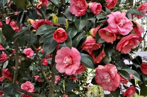 Camellia japonica „Chandleri Elegans“ patří ke starým, ale velmi vyhledávaným odrůdám. Camellia japonica „Chandleri Elegans“ patří ke starým, ale velmi vyhledávaným odrůdám.