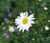 Kopretina velkokvětá (Chrysanthemum maximum, syn. Leucanthemum maximum) rozkvétá od června do července, sestřih hned po odkvětu zajistí bohaté druhé kvetení. Kopretina velkokvětá (Chrysanthemum maximum, syn. Leucanthemum maximum) rozkvétá od června do července, sestřih hned po odkvětu zajistí bohaté druhé kvetení.