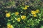 Kamzičník východní (Doronicum orientale) nasazuje květy od dubna do května. Pravidelným odstřiháváním odkvetlých květů podpoříte dorůstání nerozkvetlých poupat (nezaschnou) a tvorbu nových květonosných výhonů. Kamzičník východní (Doronicum orientale) nasazuje květy od dubna do května. Pravidelným odstřiháváním odkvetlých květů podpoříte dorůstání nerozkvetlých poupat (nezaschnou) a tvorbu nových květonosných výhonů.