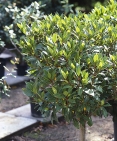 Vavřín vznešený (Laurus nobilis) je na slunných terasách oblíbenou dekorací. Vavřín vznešený (Laurus nobilis) je na slunných terasách oblíbenou dekorací.