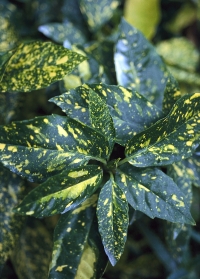Aukuba japonská (Aucuba japonica) má přirozený souměrný růst, rostlinu nemusíte prostříhávat. Aukuba japonská (Aucuba japonica) má přirozený souměrný růst, rostlinu nemusíte prostříhávat.