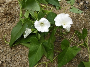 Opletník plotní (Calystegia sepium) se na vlhkých půdách stává obtížným, vytrvalým, hluboko kořenícím plevelem. Je to jedovatá rostlina, která se dříve vysazovala k vesnickým plotům. Kvete bílými nebo růžovými květy na ovíjivých výhonech o délce 2–4 m. Je třeba nepřetržitě likvidovat herbicidy, při pletí vybrat a zničit kořeny. Opletník plotní (Calystegia sepium) se na vlhkých půdách stává obtížným, vytrvalým, hluboko kořenícím plevelem. Je to jedovatá rostlina, která se dříve vysazovala k vesnickým plotům. Kvete bílými nebo růžovými květy na ovíjivých výhonech o délce 2–4 m. Je třeba nepřetržitě likvidovat herbicidy, při pletí vybrat a zničit kořeny.