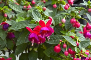 Květy Fuchsia 'Cupid' Květy Fuchsia 'Cupid'