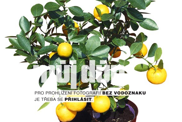 Obrázek z galerie