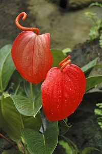 Toulitka Anthurium scherzerianum je vděčná pokojová rostlina, ale pozor, máte-li doma děti a domácí zvířata. Toulitka Anthurium scherzerianum je vděčná pokojová rostlina, ale pozor, máte-li doma děti a domácí zvířata.