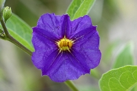 Krásná keřovitá rostlina Solanum rantonettii se stává módní rostlinou balkónů a teras. Je prudce jedovatá. Krásná keřovitá rostlina Solanum rantonettii se stává módní rostlinou balkónů a teras. Je prudce jedovatá.