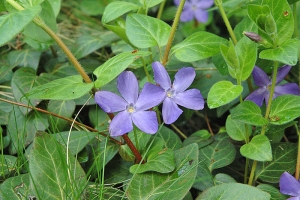 Drobná půdopokryvná rostlinka barvínek menší (Vinca minor) se nejčastěji vysazuje na hřbitovech a v parcích. Drobná půdopokryvná rostlinka barvínek menší (Vinca minor) se nejčastěji vysazuje na hřbitovech a v parcích.