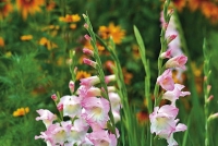 Objednejte si proto nové cibule ladoněk, hyacintů, krokusů, tulipánů a dalších cibulovin... Objednejte si proto nové cibule ladoněk, hyacintů, krokusů, tulipánů a dalších cibulovin...