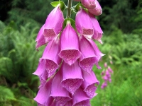 Náprstník (Digitalis purpurea, D. grandiflora) vytváří pěkné růžice drsných, tmavozelených listů. V druhém roce kvete vysokými klasy (80–180 cm) bílých i růžových nebo purpurových květů. Není náročný na půdu, snese i stín. Náprstník (Digitalis purpurea, D. grandiflora) vytváří pěkné růžice drsných, tmavozelených listů. V druhém roce kvete vysokými klasy (80–180 cm) bílých i růžových nebo purpurových květů. Není náročný na půdu, snese i stín.