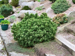 Pinus mugo Pinus mugo