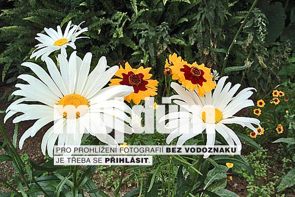 Obrázek z galerie