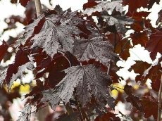 Acer platanoides ´Crimson King´ Acer platanoides ´Crimson King´