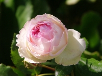 Růže jako z ráje Eden Rose se dá pěstovat jako solitéra, ve skupině nebo jako menší popínavá. Polouzavřené plné květy nejprve rozkvétají bíle, báze plátků jsou nazelenalé. Jejich růžové lemy postupně získávají na intenzitě. Růže jako z ráje Eden Rose se dá pěstovat jako solitéra, ve skupině nebo jako menší popínavá. Polouzavřené plné květy nejprve rozkvétají bíle, báze plátků jsou nazelenalé. Jejich růžové lemy postupně získávají na intenzitě.