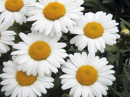 Velkokvěté kopretiny (Chrysanthemum maximum) kvetou celé léto. Velkokvěté kopretiny (Chrysanthemum maximum) kvetou celé léto.