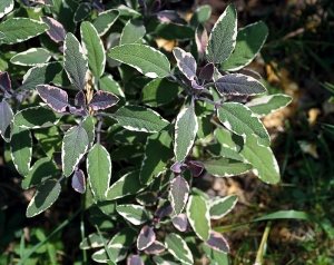 Lístek šalvěje lékařské (Salvia officinalis) přidaný do čaje pomáhá léčit nemoci z nachlazení, kašel a rýmu, tiší průjem a pomáhá při trávení. Šalvěj je ve větším množství jedovatá, proto do čajů i v kuchyni přidávejte jen lísteček na porci. Šalvěj neužívejte dlouhodobě. Lístek šalvěje lékařské (Salvia officinalis) přidaný do čaje pomáhá léčit nemoci z nachlazení, kašel a rýmu, tiší průjem a pomáhá při trávení. Šalvěj je ve větším množství jedovatá, proto do čajů i v kuchyni přidávejte jen lísteček na porci. Šalvěj neužívejte dlouhodobě.