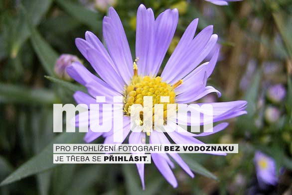 Obrázek z galerie