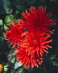 Jiřina (Dahlia) Jiřina (Dahlia)