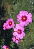 Krásenka (Cosmos) Krásenka (Cosmos)