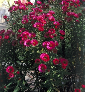Astrám (na obrázku Aster dumosus) to sluší v živých plůtcích, na obrubách, ve smíšených záhonech nebo na skalce.  Astrám (na obrázku Aster dumosus) to sluší v živých plůtcích, na obrubách, ve smíšených záhonech nebo na skalce.