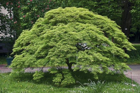 Javor – ´Acer palmatum´ Javor – ´Acer palmatum´