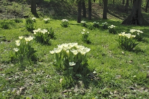 Cibule tulipánů sázíme tak, aby nad špičkou větších cibulí bylo 15 až 20 centimetrů zeminy. Cibule tulipánů sázíme tak, aby nad špičkou větších cibulí bylo 15 až 20 centimetrů zeminy.