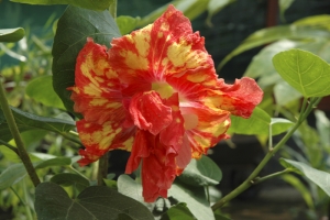 Mezi šlechtěnými ibišky se často vyskytují plnokvěté odrůdy, jako například vyobrazený Hibiscus ´Gold Rain´. Mají své příznivce, ale velká část půvabu ibišků je i v sametové blizně a žlutých tyčinkách, o což jsou plnokvěté odrůdy ochuzeny. Mezi šlechtěnými ibišky se často vyskytují plnokvěté odrůdy, jako například vyobrazený Hibiscus ´Gold Rain´. Mají své příznivce, ale velká část půvabu ibišků je i v sametové blizně a žlutých tyčinkách, o což jsou plnokvěté odrůdy ochuzeny.