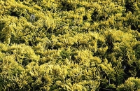 Juniperus horizontalis „Golden Carpet“ Juniperus horizontalis „Golden Carpet“