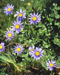 Felicie Felicie