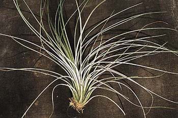 Na tilandisových aranžmá by neměl chybět nenáročný trávolistý druh T.juncea. Na tilandisových aranžmá by neměl chybět nenáročný trávolistý druh T.juncea.