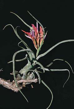 T.caput-medusae T.caput-medusae