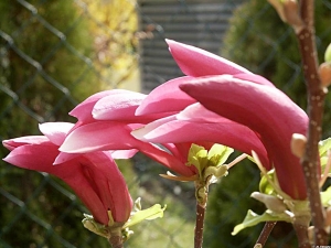 Šácholán (Magnolia) Šácholán (Magnolia)