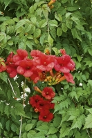 Trubač (Campsis radicans) vytváří nádherně pokroucený kmen, který vynikne především u pergol a zahradního sezení. Trubač (Campsis radicans) vytváří nádherně pokroucený kmen, který vynikne především u pergol a zahradního sezení.