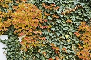 Barevný porost stálezeleného břečťanu (Hedera helix) a žloutnoucího přísavníku (Parthenocissus). Barevný porost stálezeleného břečťanu (Hedera helix) a žloutnoucího přísavníku (Parthenocissus).