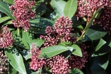 Stálezelená skimie (Skimia japonica) Stálezelená skimie (Skimia japonica)