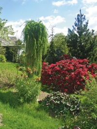 Dokonalý obraz s roubovaným modřínem opadavým ´Repens´ (Larix decidua), borovicí bělokorou (Pinus leucodermis) a kvetoucím pěnišníkem ´China boy´ (Rhododendron). Dokonalý obraz s roubovaným modřínem opadavým ´Repens´ (Larix decidua), borovicí bělokorou (Pinus leucodermis) a kvetoucím pěnišníkem ´China boy´ (Rhododendron).