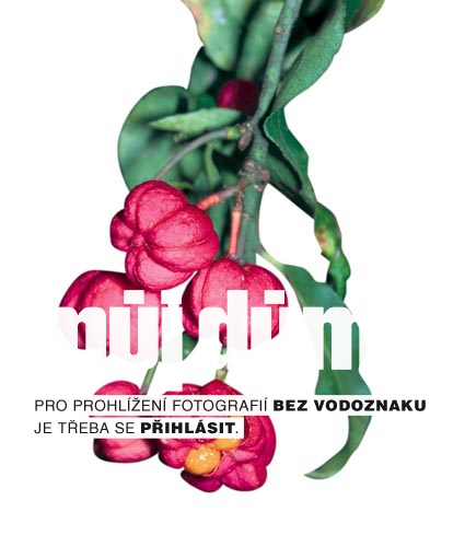 Obrázek z galerie