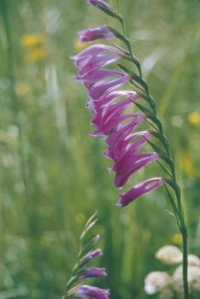 Mečík střechovitý (Gladiolus imbricatus) vzácně potkáte na „kopanicích“ v Bílých Karpatech. Mečík střechovitý (Gladiolus imbricatus) vzácně potkáte na „kopanicích“ v Bílých Karpatech.