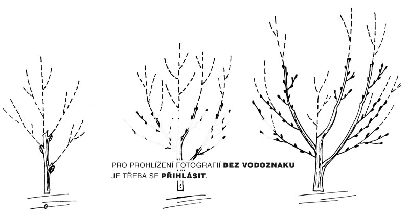 Obrázek z galerie