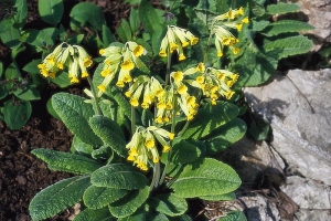 Půvabná prvosenka jarní (Primula veris) a další nenáročné druhy, zejména prvosenka vyšší (P. elatior) a prvosenka bezlodyžná (P. vulgaris), spolehlivě kvetou a rozmonžují se nejen po korunami stromů, ale také v trávníku ovocného sadu. Půvabná prvosenka jarní (Primula veris) a další nenáročné druhy, zejména prvosenka vyšší (P. elatior) a prvosenka bezlodyžná (P. vulgaris), spolehlivě kvetou a rozmonžují se nejen po korunami stromů, ale také v trávníku ovocného sadu.