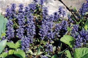Odnožující zběhovec (Ajuga) je nádherný v době květu, červenolisté odrůdy zpestřují místa s jarními koberci i v létě. Odnožující zběhovec (Ajuga) je nádherný v době květu, červenolisté odrůdy zpestřují místa s jarními koberci i v létě.