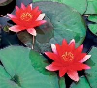 Lekníny (Nymphaea sp.) rostou ve stojatých, nebo alespoň velmi klidných vodách. Lekníny (Nymphaea sp.) rostou ve stojatých, nebo alespoň velmi klidných vodách.