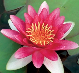 Lekníny (Nymphaea sp.) rostou ve stojatých, nebo alespoň velmi klidných vodách. Lekníny (Nymphaea sp.) rostou ve stojatých, nebo alespoň velmi klidných vodách.
